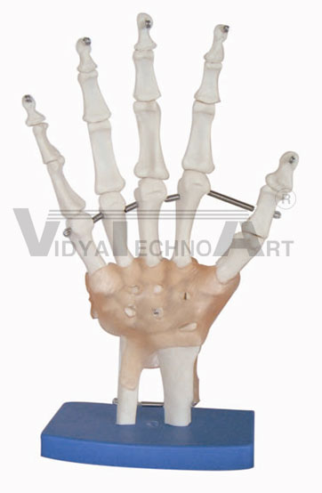 Life-size foot joint with ligaments